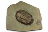 Colorful Asaphid Trilobite - Fezouata Formation #356965-1